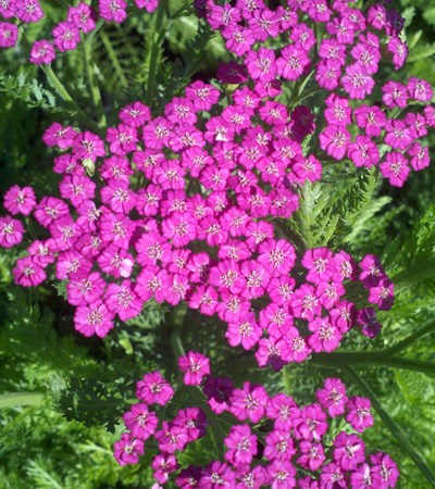 Yarrow Tutti Frutti™ Pink Grapefruit